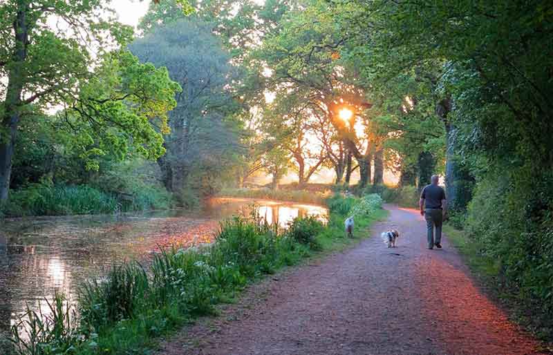 Man walking dogs along the towpath with the sun shining through the trees.