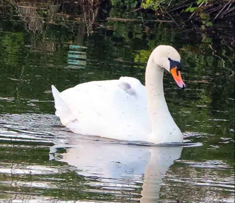 A white swan on the water before the bank.